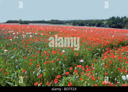 wilde Mohn eingestreut zwischen Mohn kommerziell angebaut, für medizinische Zwecke in Hampshire Stockfoto