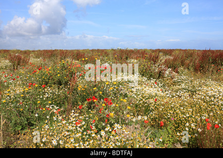 Bereich der wilde Blume bei Longues-Sur-Mer, in der Nähe von Arromanches Normandie Frankreich. Stockfoto