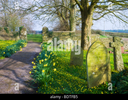 Frühling Blumen wachsen in Morchard Bischof Kirche Friedhof, Devon, England. Frühling (April) 2009. Stockfoto