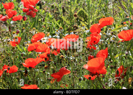 Bereich der Mohn in der Nähe der Landungsstrände bei Longues-Sur-Mer, in der Nähe von Arromanches Normandie Frankreich. Stockfoto