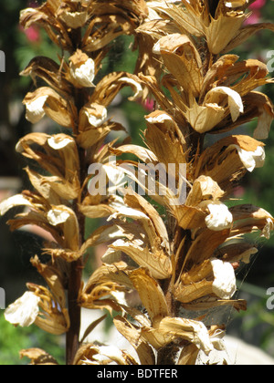 Nahaufnahme von trockenes Laub auf Blume Pflanzenstängel in Sonne Stockfoto