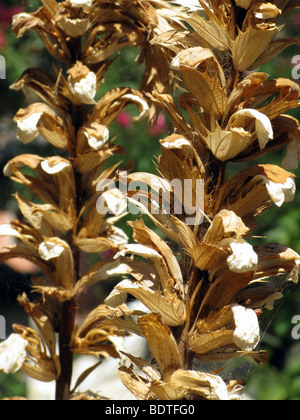 Nahaufnahme von trockenes Laub auf Blume Pflanzenstängel in Sonne Stockfoto
