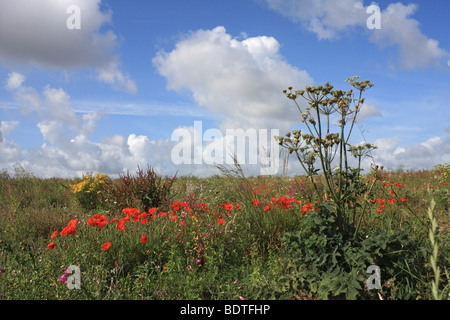 Bereich der wilde Blume bei Longues-Sur-Mer, in der Nähe von Arromanches Normandie Frankreich. Stockfoto