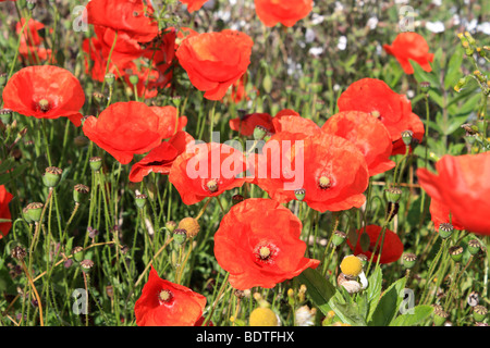 Bereich der Mohn in der Nähe der Landungsstrände bei Longues-Sur-Mer, in der Nähe von Arromanches Normandie Frankreich. Stockfoto