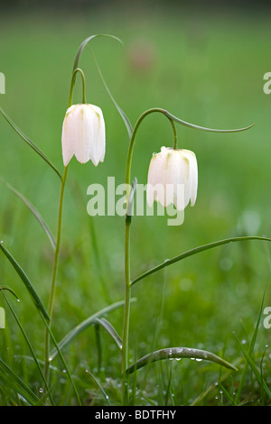 White Snake Head Fritillaria (Fritillaria Meleagris) wachsen wild im Nordwiese in der Nähe von Cricklade, Wiltshire, England Stockfoto