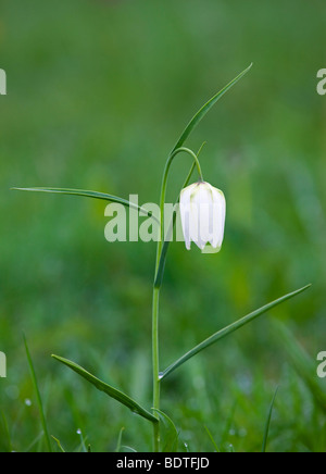 White Snake Head Fritillary (Fritillaria Meleagris) wachsen wild im Nordwiese in der Nähe von Cricklade, Wiltshire, England Stockfoto