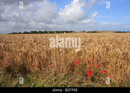 Weizenfeld bei Longues-Sur-Mer, in der Nähe von Arromanches Normandie Frankreich. Stockfoto