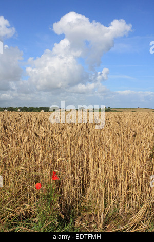 Weizenfeld bei Longues-Sur-Mer, in der Nähe von Arromanches Normandie Frankreich. Stockfoto