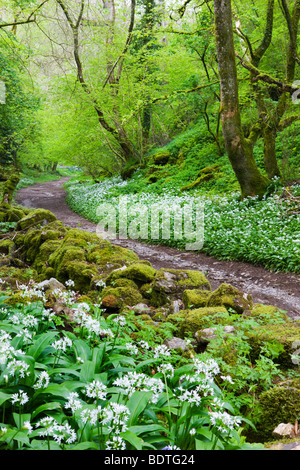 Wilder Knoblauch oder Bärlauch (Allium Ursinum) wächst im schwarzen Wald Natur reserve im Cheddar Gorge, Somerset, England. Stockfoto