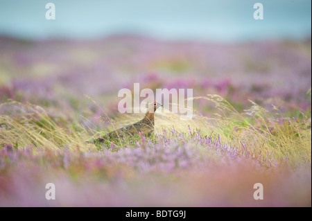 Moorschneehuhn Lagopus Lagopus Scotica auf North York Moors mit schönen lila Wiesen im Hintergrund Stockfoto