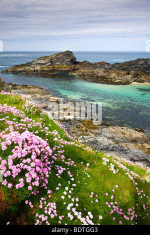 Meer Sparsamkeit wächst auf den kornischen Prachtnelke in der Nähe von Porthcothan Bay, Cornwall, England. Frühjahr 2009 (Mai) Stockfoto