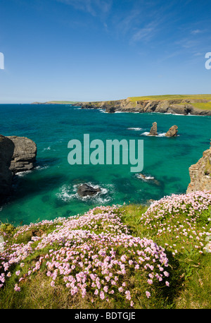 Meer Sparsamkeit wächst auf den kornischen Prachtnelke in der Nähe von Porthcothan Bay, Cornwall, England. Frühjahr 2009 (Mai) Stockfoto