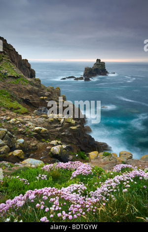 Sparsamkeit wächst auf den Klippen von Lands End, mit Blick auf den bewaffneten Ritter Rock Stapel, Cornwall, England. Frühjahr 2009 (Mai). Stockfoto