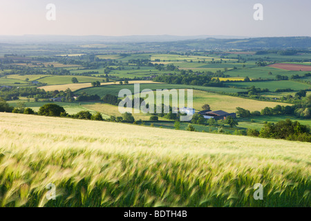 Gerste Ernte Feld und Devon Hügellandschaft in der Nähe von Crediton, Devon, England. Sommer (Juni) 2009 Stockfoto