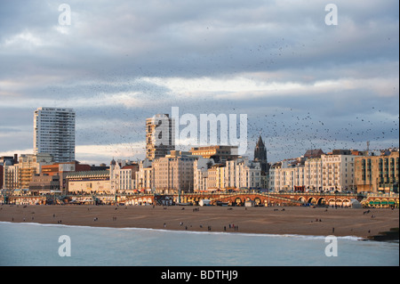 Starling Herde, Brighton, UK Stockfoto