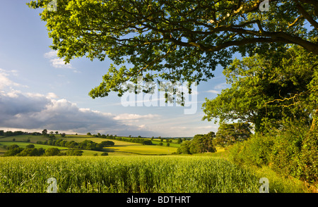 Sommer Ernte Feld und Hügellandschaft in der Nähe von Broomhill, Mid Devon, England. Sommer (Juni) 2009 Stockfoto