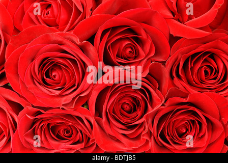 Rote Rosen-Hintergrund Stockfoto