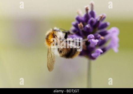 Eine geschäftige Hummel (soft Fokus/ausgewählte Schärfentiefe) auf eine lila Blume Nektar zu sammeln. Stockfoto