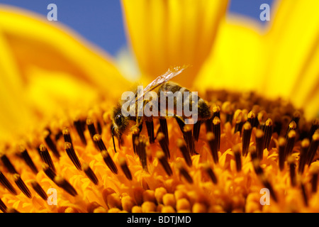 Nahaufnahme einer geschäftigen Honigbiene mit sichtbaren Pollen auf seinen Beinen, auf der Oberseite eine leuchtend gelbe Sonnenblume Nektar zu sammeln. Stockfoto