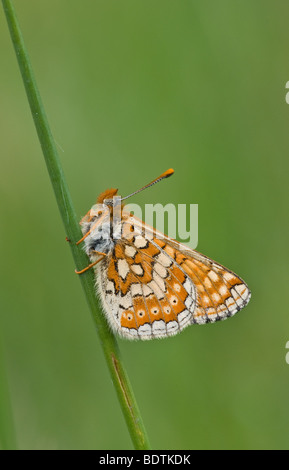 Marsh Fritillary Butterfly Etikett Aurinia frisch geschlüpften kletterte auf den Rasen Stamm und wartet, bis die Sonne seine Flügel trocknen Stockfoto