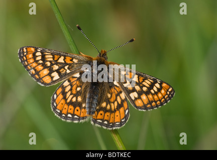 Neu entstanden Marsh Fritillary Butterfly (Etikett Aurinia) Stockfoto