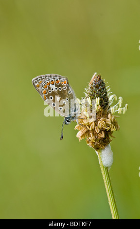 Weibliche gemeinsame Blue Butterfly (Polyommatus Icarus) Stockfoto