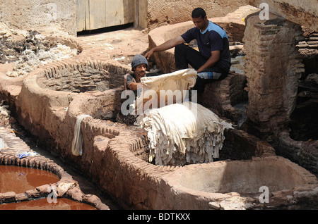 Arbeiter in einer Gerberei Souk in der Medina von Fes/Fez in Marokko in Nordafrika am 19. August 2009 abgebildet ist. Stockfoto