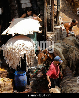 Arbeiter in einer Gerberei Souk in der Medina von Fes/Fez in Marokko in Nordafrika am 19. August 2009 abgebildet ist. Stockfoto