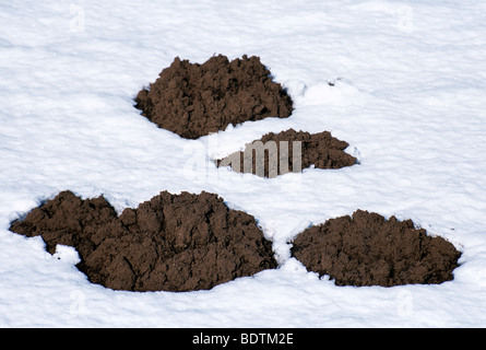 Eine Wiese Wühlmaus im Schnee Stockfoto, Bild: 281530593 - Alamy