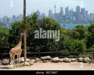 Eine Giraffe Essen im Taronga Zoo in Sydney, Australien Stockfoto