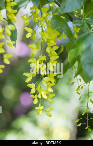 Laburnum anagyroides Stockfoto