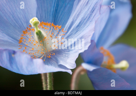 Blauer Himalaya-Mohn Meconopsis Betonicifolia Stockfoto