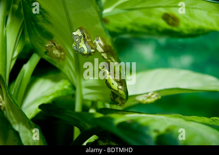 Grün Grau und Braun baum Frösche unter Blätter getarnt Stockfoto