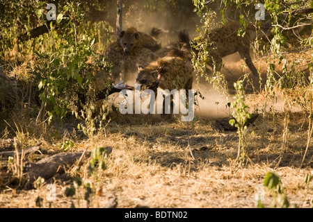 Tüpfelhyäne Crocuta crocuta Weg mit der Nahrung durch Mitglieder der Pack durch die sonnendurchfluteten Staub Aktion stoppen Verfolgungsjagd Okavango Delta Botswana gejagt Stockfoto