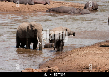 Nahaufnahme der Afrikanischen Elefanten Herde mit niedlichen nassen kleines Baby Elefanten Fluß, Flusspferde in Wasser im Hintergrund am Flussufer in der Masai Mara in Kenia Stockfoto