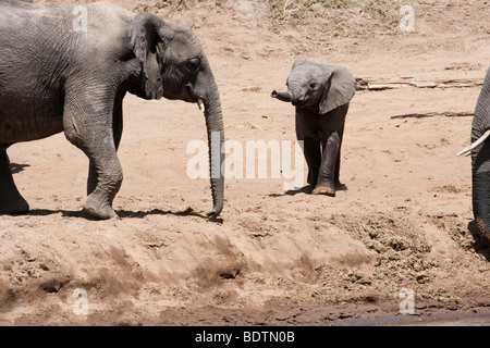 Nahaufnahme von Adorably süße kleine Baby afrikanischen Elefanten, Wandern mit Trunk in Gruß an Mutter Elefanten am Ufer in der Masai Mara in Kenia Stockfoto