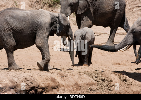 Nahaufnahme von Adorably süße kleine Baby afrikanischen Elefanten in freier Wildbahn durch die wachsamen Augen der Herde am Ufer in der Masai Mara in Kenia geschützt Stockfoto