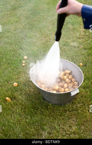 Kartoffeln in einem Eimer gewaschen mit einem Schlauch Stockfoto