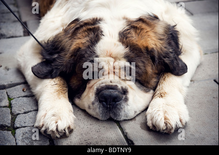 Ein gelangweilter Hund auf dem Boden liegend Stockfoto