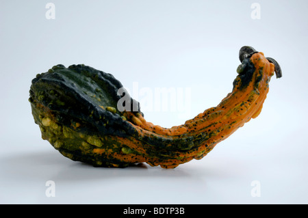 Kürbisse, Cucurbita Pepo, detail Stockfoto