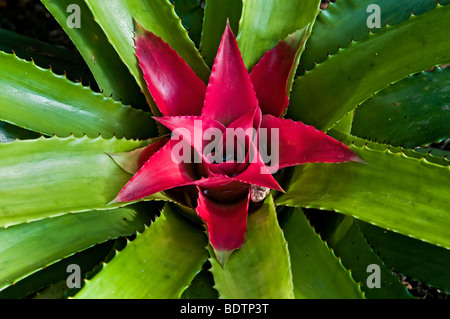 Errötende Bromelie (Nidularium Fulgens) Stockfoto