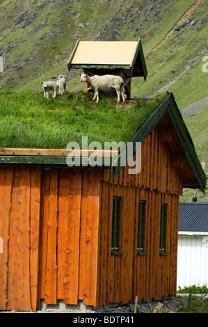 Schafe auf dem Dach Lofoten Inseln Norwegens. Stockfoto
