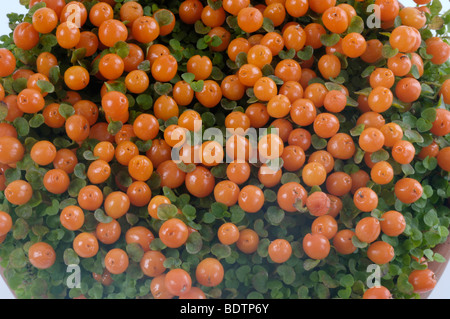 Korallenmoos, Bead Pflanze Nertera Granadensis, Freisteller, Freisteller, Object, Objekt, Innen, Studio, indoor, Nahaufnahme, Stockfoto