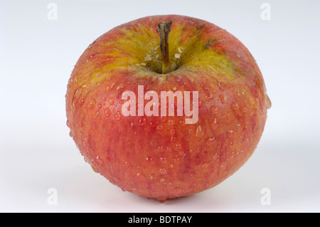 Topas, Apfel, Apfel, Malus Domesticus, Apfel, Innen, Studio, indoor Stockfoto