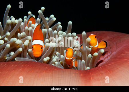 Ocellaris Clownfische (Amphiprion Ocellaris), Anemonenfisch, Nemo, herrliche See-Anemone (Heteractis Magnifica), Bali, weniger Su Stockfoto