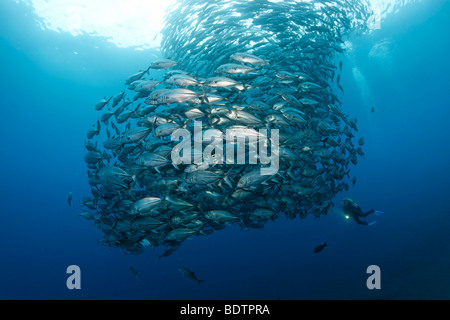 Großaugen-Makrelen-Schule (Caranx Sexfasciatus), Taucher, im blauen Wasser, Tulamben, Bali, Indonesien, Indischer Ozean, Asien Stockfoto
