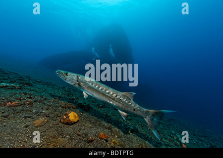 Großer Barracuda (größten Barracuda) vor Wrack der Liberty, Tulamben, Bali, Indonesien, Indischer Ozean, Asien Stockfoto