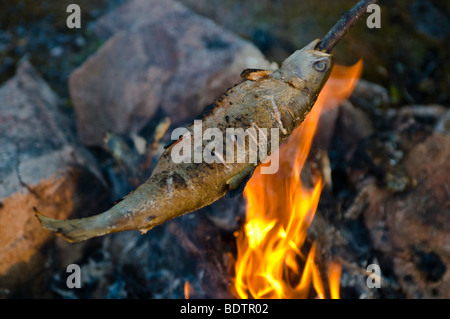 Grillen Eines Fisches deutschen DM ist dazu, Lappland, Schweden, Fisch braten am Spieß über einem Lagerfeuer, Lappland, Schweden Stockfoto