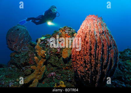 Unterwasserlandschaft, Taucher, riesiger Barrel Schwamm (Xestospongia Testudinaria), Korallen-Riff, kleinen Sunda-Inseln, Bali, Bali Stockfoto