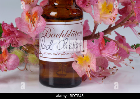 Flasche mit Bach Flower Stock Remedy, Red Chestnut, Aesculus carnea Stockfoto